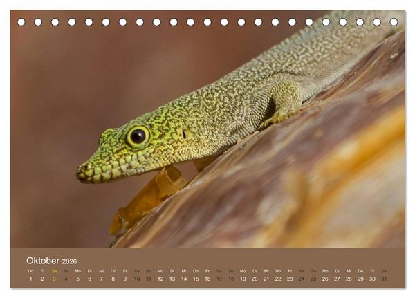 Produktbild: Madagaskars wundersame Tierwelt (Tischkalender 2026 DIN A5 quer), CALVENDO Monatskalender