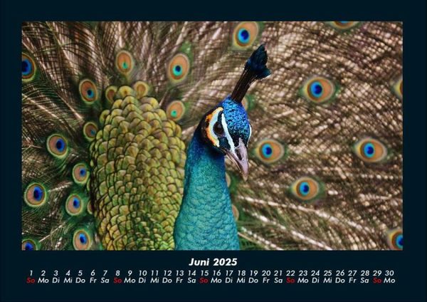 Produktbild: Vogelparadies 2025 Fotokalender DIN A4