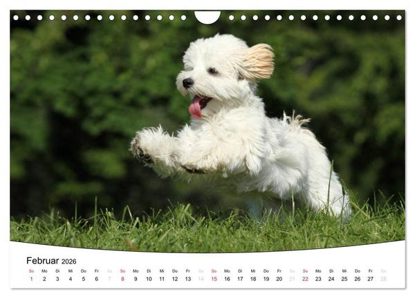 Produktbild: Welpen - Puppies (Wandkalender 2026 DIN A4 quer), CALVENDO Monatskalender