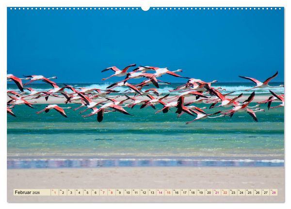 Produktbild: Flamingos - elegante Sch&ouml;nheiten (Wandkalender 2026 DIN A2 quer), CALVENDO Monatskalender