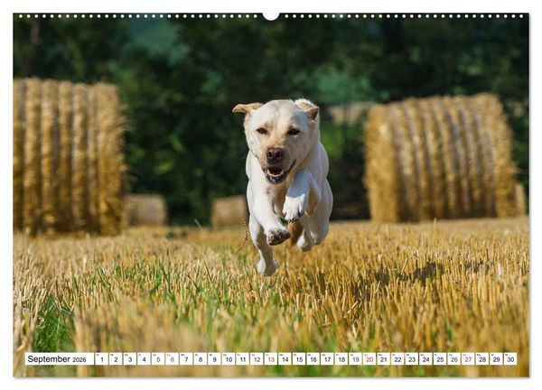 Produktbild: Labrador Retriever - Freunde f&uuml;r&acute;s Leben (hochwertiger Premium Wandkalender 2026 DIN A2 quer), Kunstdruck in Hochglanz