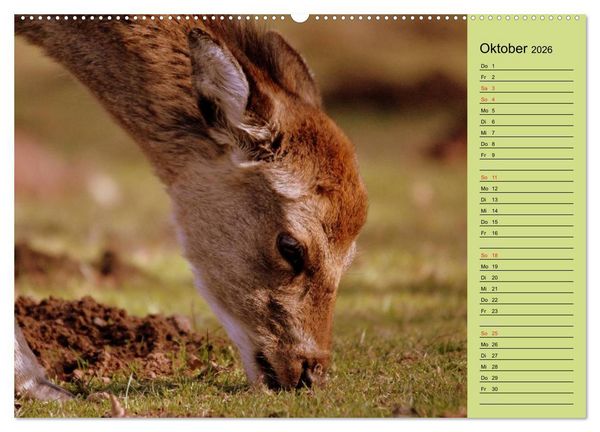 Produktbild: Hirsche - K&ouml;nige des Waldes/Geburtstagskalender (hochwertiger Premium Wandkalender 2026 DIN A2 quer), Kunstdruck in Hochglanz