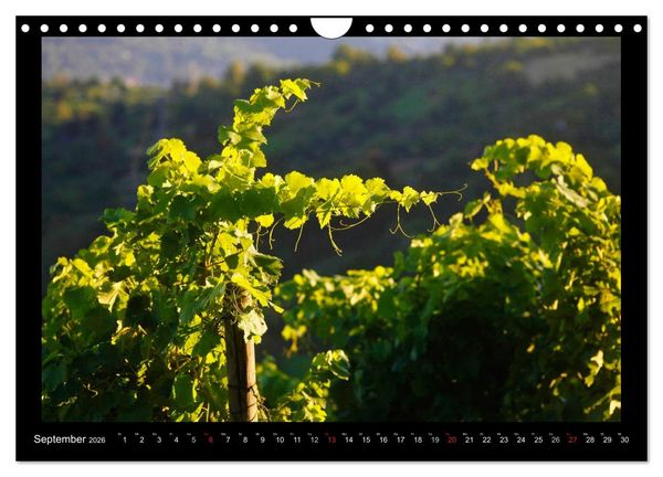 Produktbild: Wein (Wandkalender 2026 DIN A4 quer), CALVENDO Monatskalender