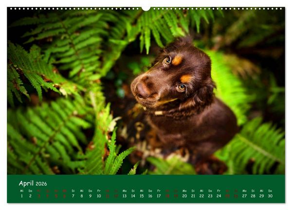Produktbild: Elvis ein Engl. Cocker Spaniel wird Gro&szlig; (Wandkalender 2026 DIN A2 quer), CALVENDO Monatskalender