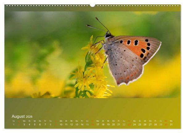 Produktbild: Falter, K&auml;fer und Co.faszinierend, doch extrem gef&auml;hrdet (Wandkalender 2026 DIN A2 quer), CALVENDO Monatskalender