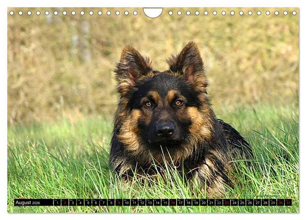 Produktbild: The German Shepherd Longcoat (Wall Calendar 2026 DIN A4 landscape), CALVENDO 12 Month Wall Calendar