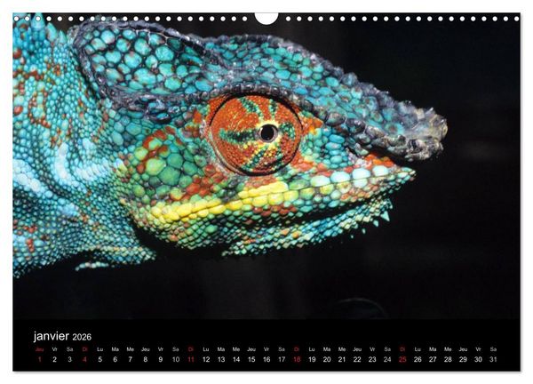 Produktbild: Cam&eacute;l&eacute;ons - Petits dragons d'Afrique. (Calendrier mural 2026 DIN A3 vertical), CALVENDO calendrier mensuel