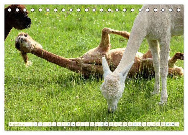 Produktbild: Unvergessliche Begegnungen mit Alpakas (Tischkalender 2026 DIN A5 quer), CALVENDO Monatskalender
