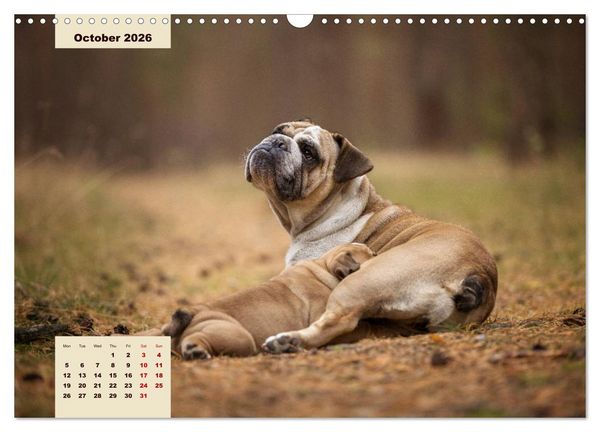 Produktbild: English Bulldog (Wall Calendar 2026 DIN A3 landscape), CALVENDO 12 Month Wall Calendar