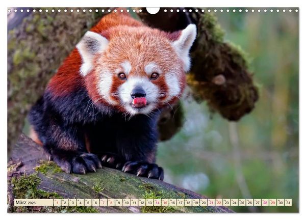Produktbild: Kleiner Panda (Wandkalender 2026 DIN A3 quer), CALVENDO Monatskalender