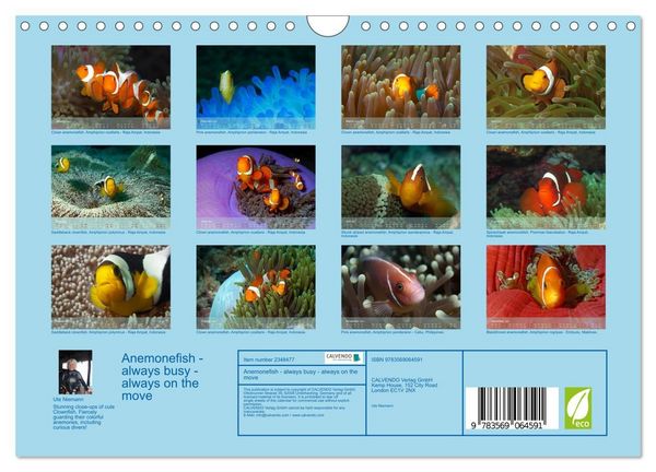 Produktbild: Anemonefish - always busy - always on the move (Wall Calendar 2027 DIN A4 landscape), CALVENDO 12 Month Wall Calendar