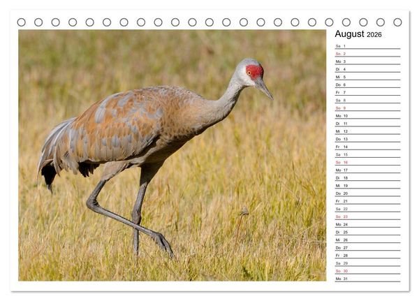 Produktbild: Alaskas Tierwelt - Paradies im Norden (Tischkalender 2026 DIN A5 quer), CALVENDO Monatskalender
