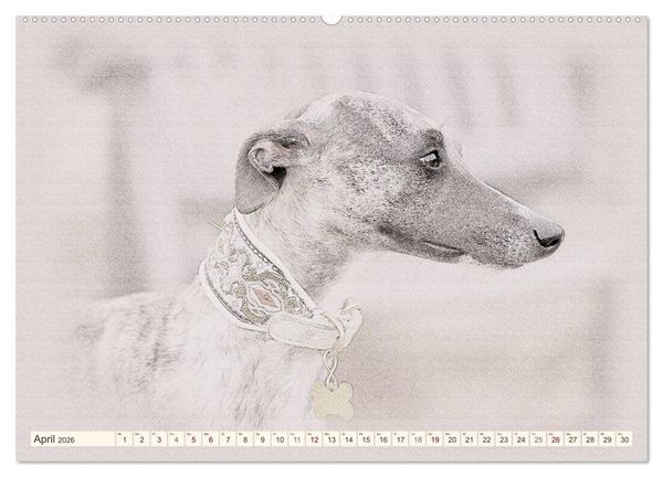 Produktbild: Whippet 2026 (Wandkalender 2026 DIN A2 quer), CALVENDO Monatskalender