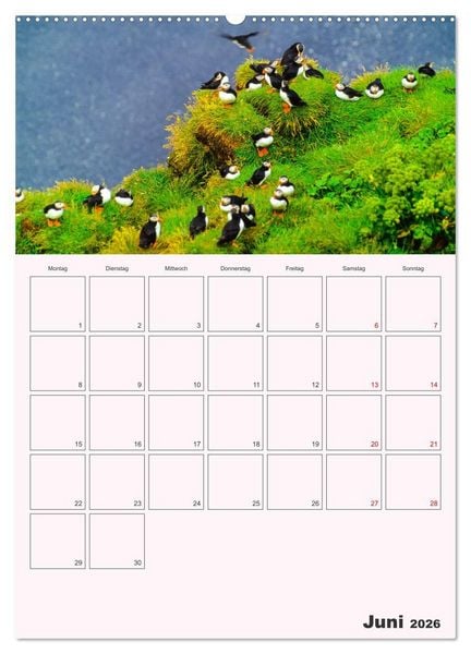Produktbild: Papageitaucher Monatsplaner (Wandkalender 2026 DIN A2 hoch), CALVENDO Monatskalender