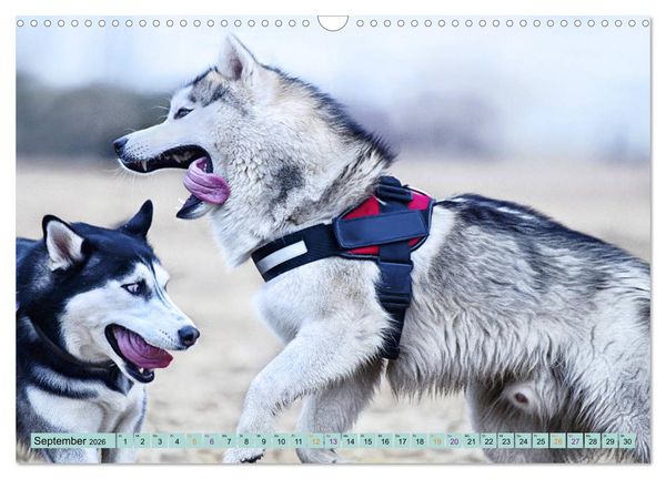Produktbild: Huskies - Tolle Gef&auml;hrten (Wandkalender 2026 DIN A3 quer), CALVENDO Monatskalender