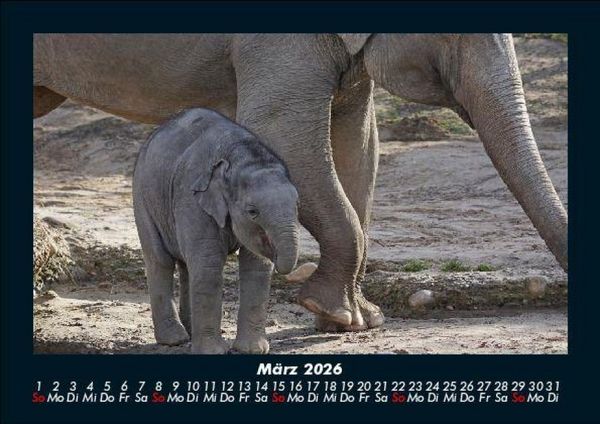 Produktbild: Der Elefantenkalender 2026 Fotokalender DIN A5