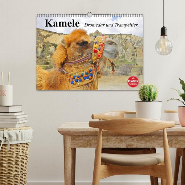 Produktbild: Kamele. Dromedar und Trampeltier (Wandkalender 2026 DIN A3 quer), CALVENDO Monatskalender