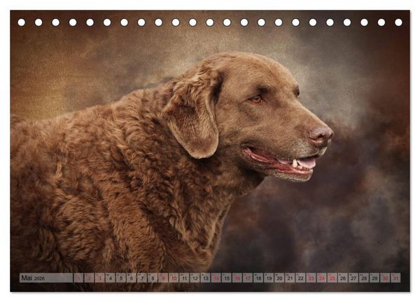 Produktbild: Jagdhunde im Portrait (Tischkalender 2026 DIN A5 quer), CALVENDO Monatskalender