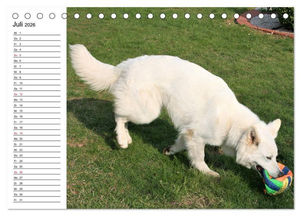 Produktbild: Berger Blanc Suisse - Wei&szlig;er Schweizer Sch&auml;ferhund (Tischkalender 2026 DIN A5 quer), CALVENDO Monatskalender