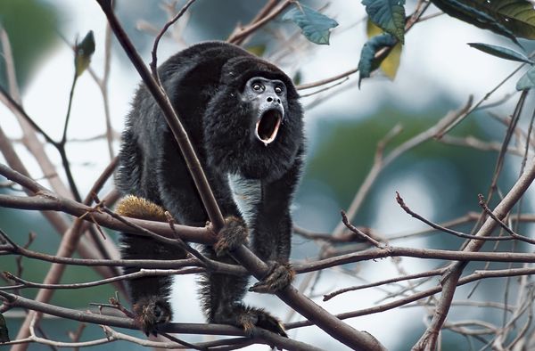 Produktbild: Amazonia - Abenteuer im Regenwald