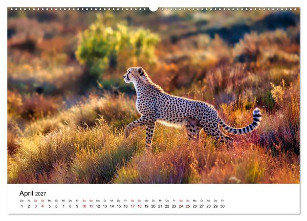 Produktbild: Eleganz und Instinkt - die beeindruckende Welt der Geparden (hochwertiger Premium Wandkalender 2027 DIN A2 quer), Kunstdruck in Hochglanz