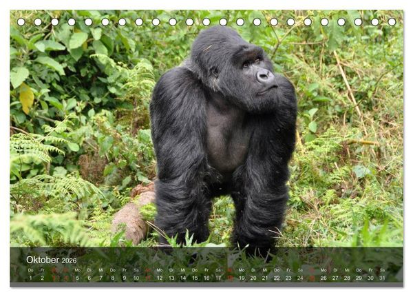Produktbild: Gorillas. Friedliebende Kraftpakete (Tischkalender 2026 DIN A5 quer), CALVENDO Monatskalender