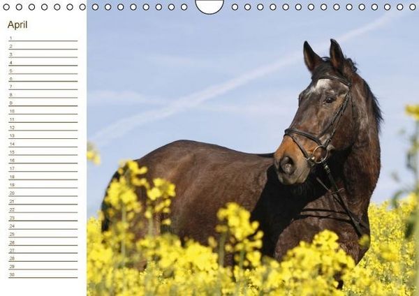 Produktbild: Der Pferde-Geburtstagskalender (Wandkalender immerw&auml;hrend DIN A4 quer)