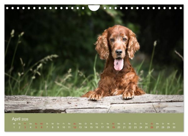 Produktbild: Setter - Geliebter Freund und Jagdkamerad (Wandkalender 2026 DIN A4 quer), CALVENDO Monatskalender