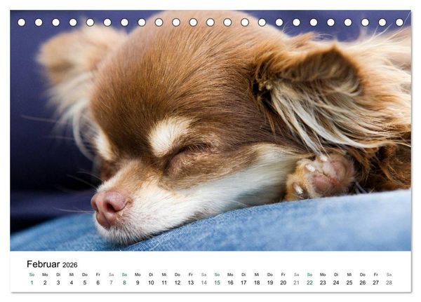 Produktbild: Chihuahuas - kleine Herzensbrecher (Tischkalender 2026 DIN A5 quer), CALVENDO Monatskalender