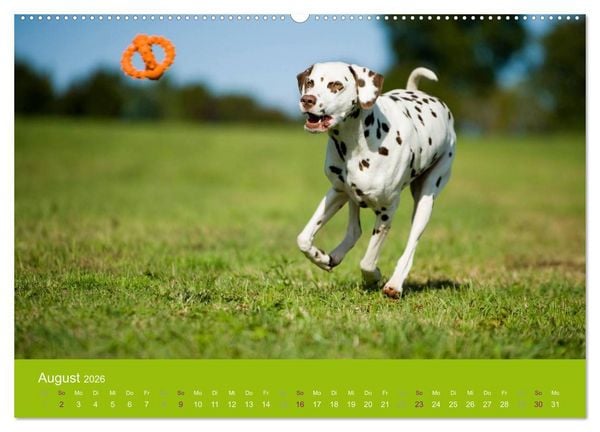 Produktbild: Dalmatiner 2026 (Wandkalender 2026 DIN A2 quer), CALVENDO Monatskalender
