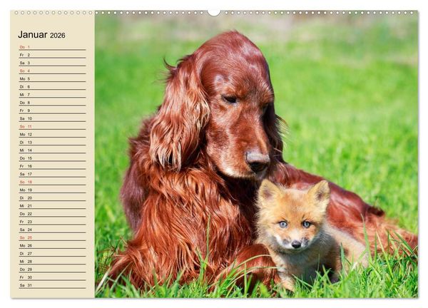 Produktbild: Beste Freunde. Bezaubernde Tierfreundschaften (hochwertiger Premium Wandkalender 2026 DIN A2 quer), Kunstdruck in Hochglanz