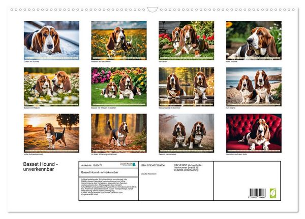 Produktbild: Basset Hound - unverkennbar (Wandkalender 2026 DIN A2 quer), CALVENDO Monatskalender