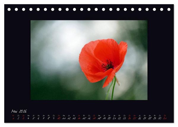 Produktbild: MOHNographie (Tischkalender 2026 DIN A5 quer), CALVENDO Monatskalender