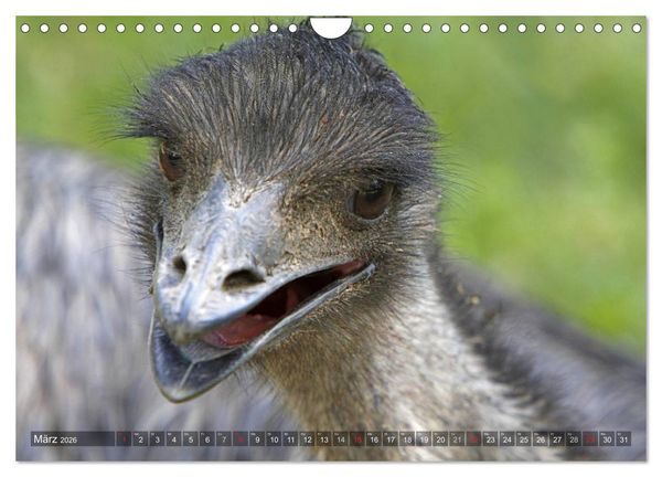 Produktbild: Strau&szlig; & Co. (Wandkalender 2026 DIN A4 quer), CALVENDO Monatskalender