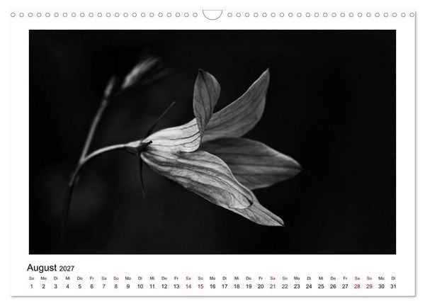 Produktbild: Die grafische Sch&ouml;nheit der Pflanzen &ndash; Schwarz-Wei&szlig; (Wandkalender 2027 DIN A3 quer), CALVENDO Monatskalender