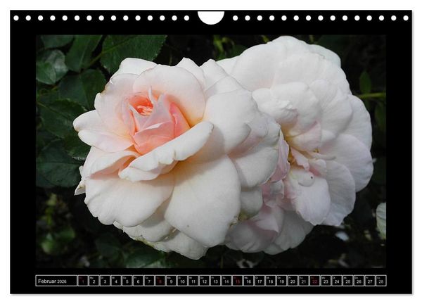 Produktbild: Im Duft der Rosen (Wandkalender 2026 DIN A4 quer), CALVENDO Monatskalender