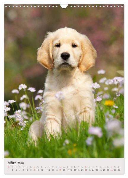 Produktbild: Hundewelpen (Wandkalender 2026 DIN A3 hoch), CALVENDO Monatskalender