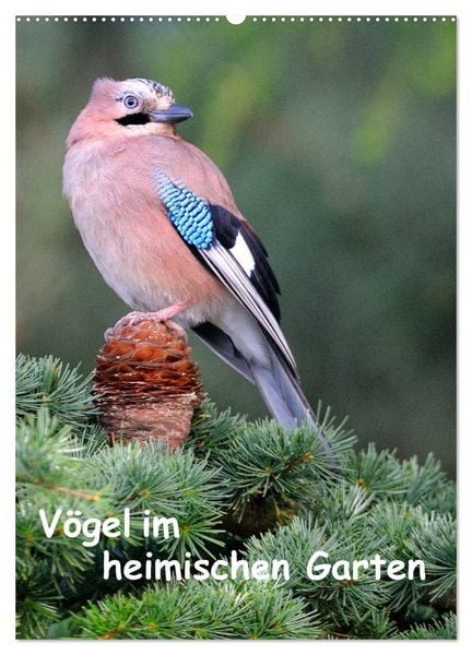 Produktbild: V&ouml;gel im heimischen Garten (Wandkalender 2026 DIN A2 hoch), CALVENDO Monatskalender