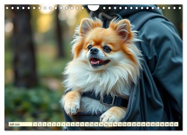 Produktbild: Tausendsassa - Pomeranian (Wandkalender 2026 DIN A4 quer), CALVENDO Monatskalender