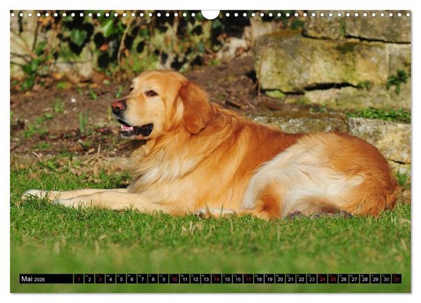 Produktbild: Mein bester Freund - Der Hovawart (Wandkalender 2026 DIN A3 quer), CALVENDO Monatskalender