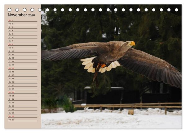 Produktbild: Der Steinadler. Majest&auml;tischer Greifvogel (Tischkalender 2026 DIN A5 quer), CALVENDO Monatskalender