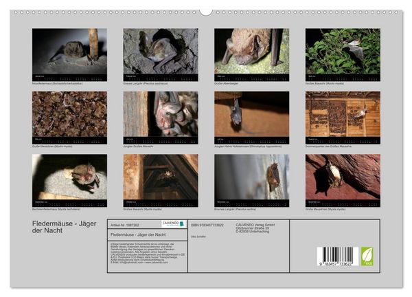 Produktbild: Flederm&auml;use - J&auml;ger der Nacht (hochwertiger Premium Wandkalender 2026 DIN A2 quer), Kunstdruck in Hochglanz