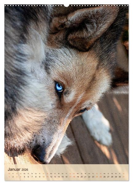 Produktbild: Im Husky-Rudel (hochwertiger Premium Wandkalender 2026 DIN A2 hoch), Kunstdruck in Hochglanz