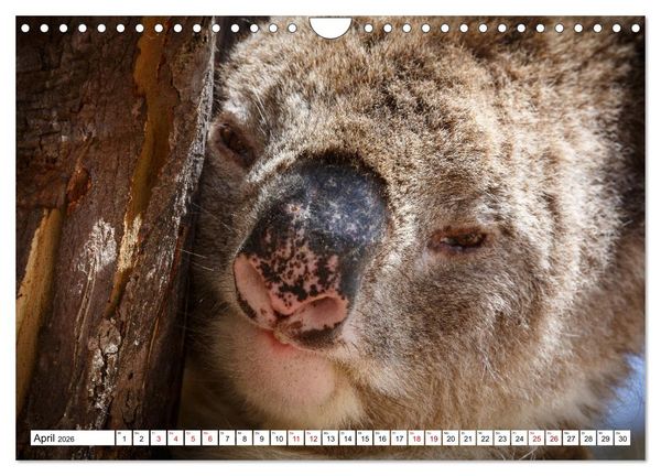 Produktbild: Wildlife Australien (Wandkalender 2026 DIN A4 quer), CALVENDO Monatskalender