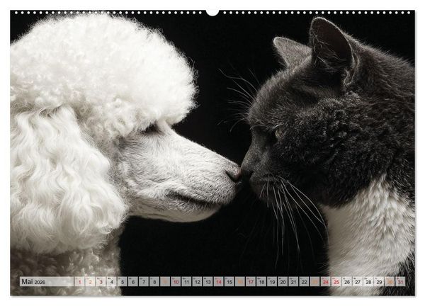 Produktbild: Hund und Katze - Tierische Freunde (Wandkalender 2026 DIN A2 quer), CALVENDO Monatskalender