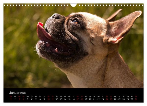 Produktbild: Franz&ouml;sische Bulldoggen - Schutzengel auf 4 Pfoten (Wandkalender 2026 DIN A3 quer), CALVENDO Monatskalender