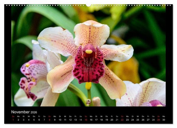 Produktbild: Wunderbare Orchideen (hochwertiger Premium Wandkalender 2026 DIN A2 quer), Kunstdruck in Hochglanz