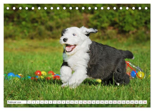Produktbild: In der Kinderstube bei Familie Bobtail (Tischkalender 2026 DIN A5 quer), CALVENDO Monatskalender