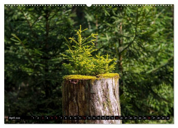 Produktbild: Arnsberger Wald (hochwertiger Premium Wandkalender 2026 DIN A2 quer), Kunstdruck in Hochglanz