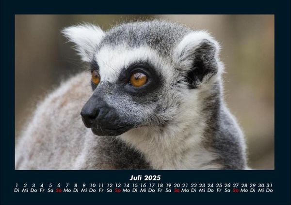 Produktbild: Tiere in der Wildnis 2025 Fotokalender DIN A4